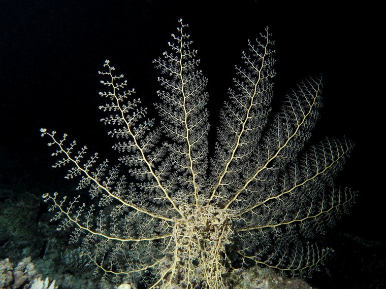 a basket star feeding at night, arms branching like a tree