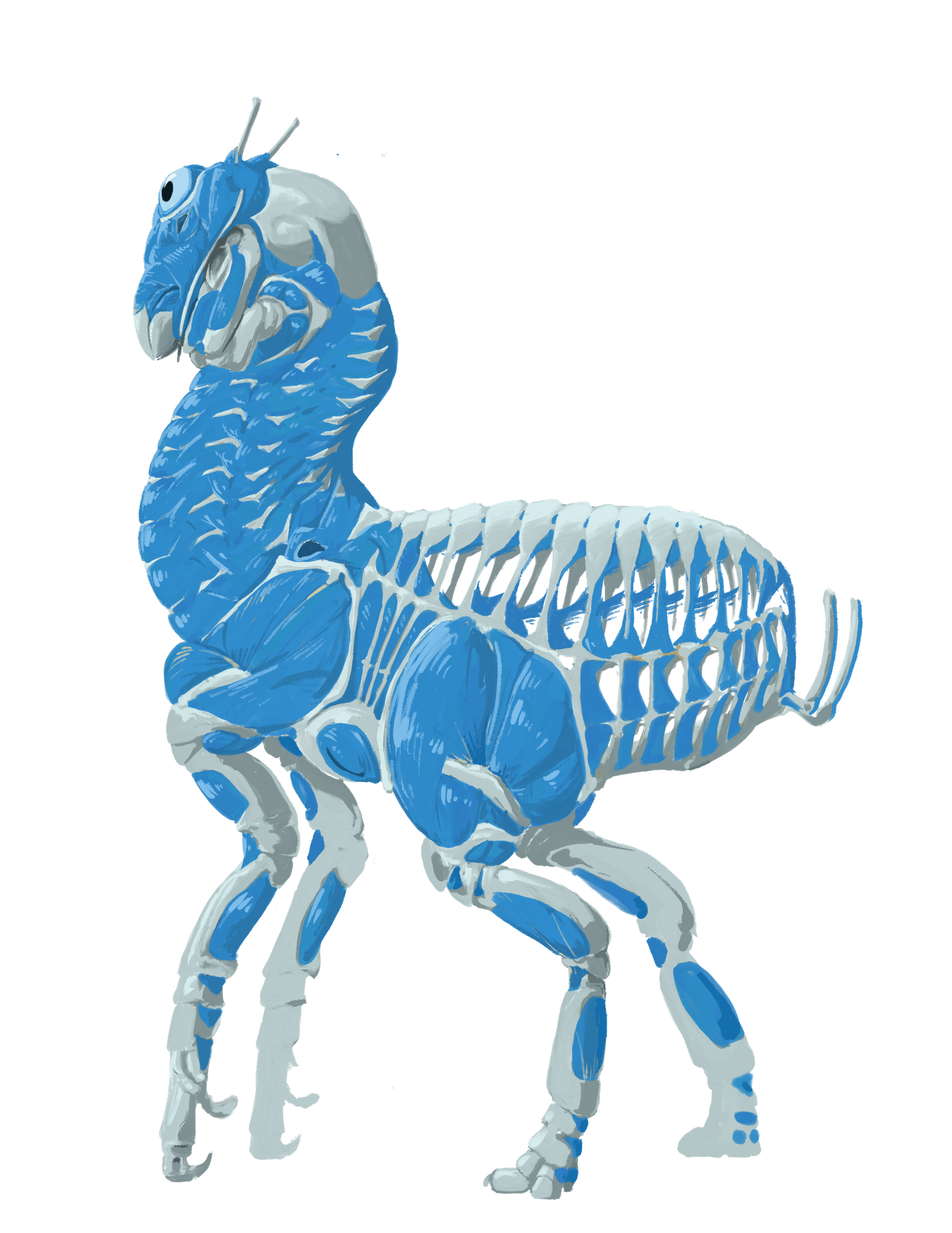 Birg musculature over the skeleton