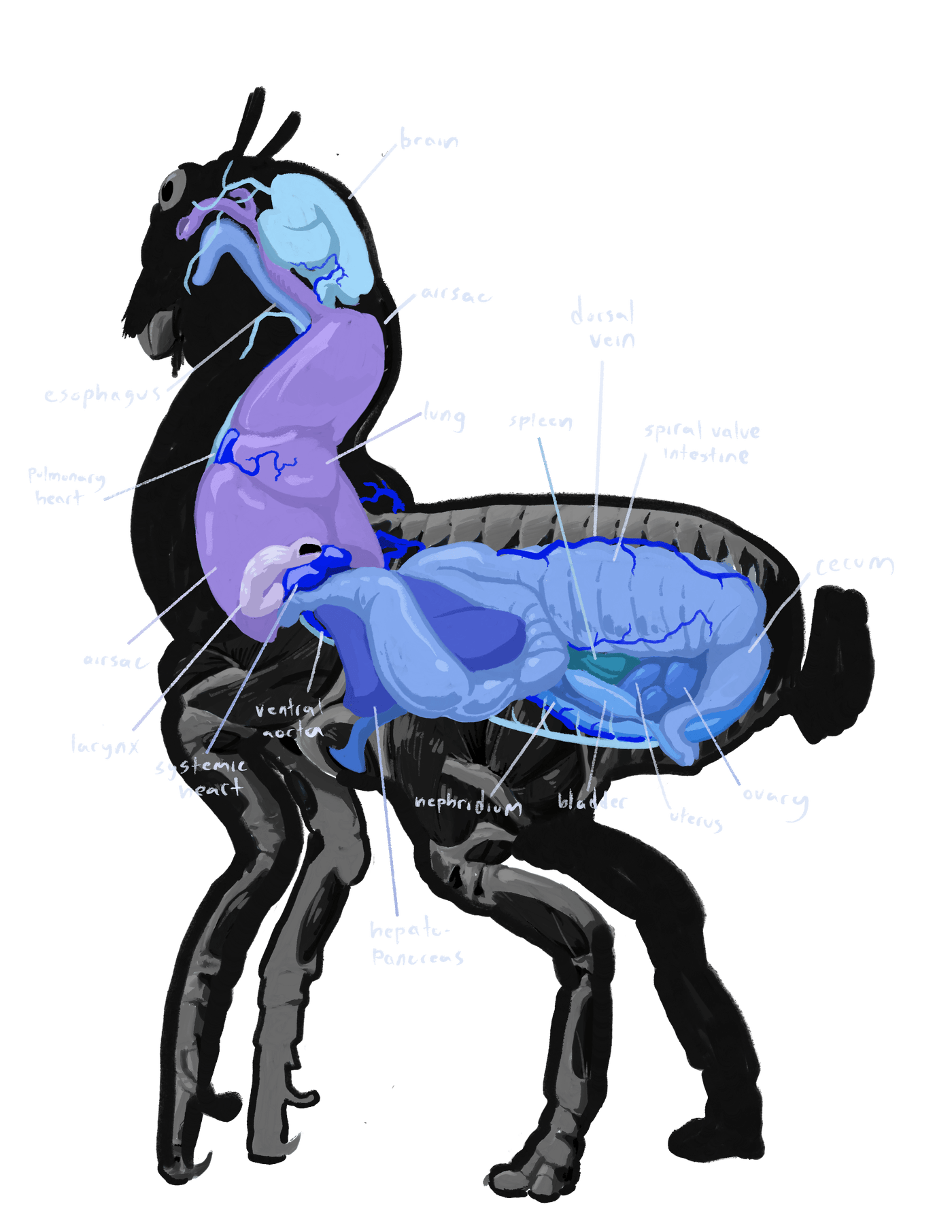 Birg internal organs, labeled by hand