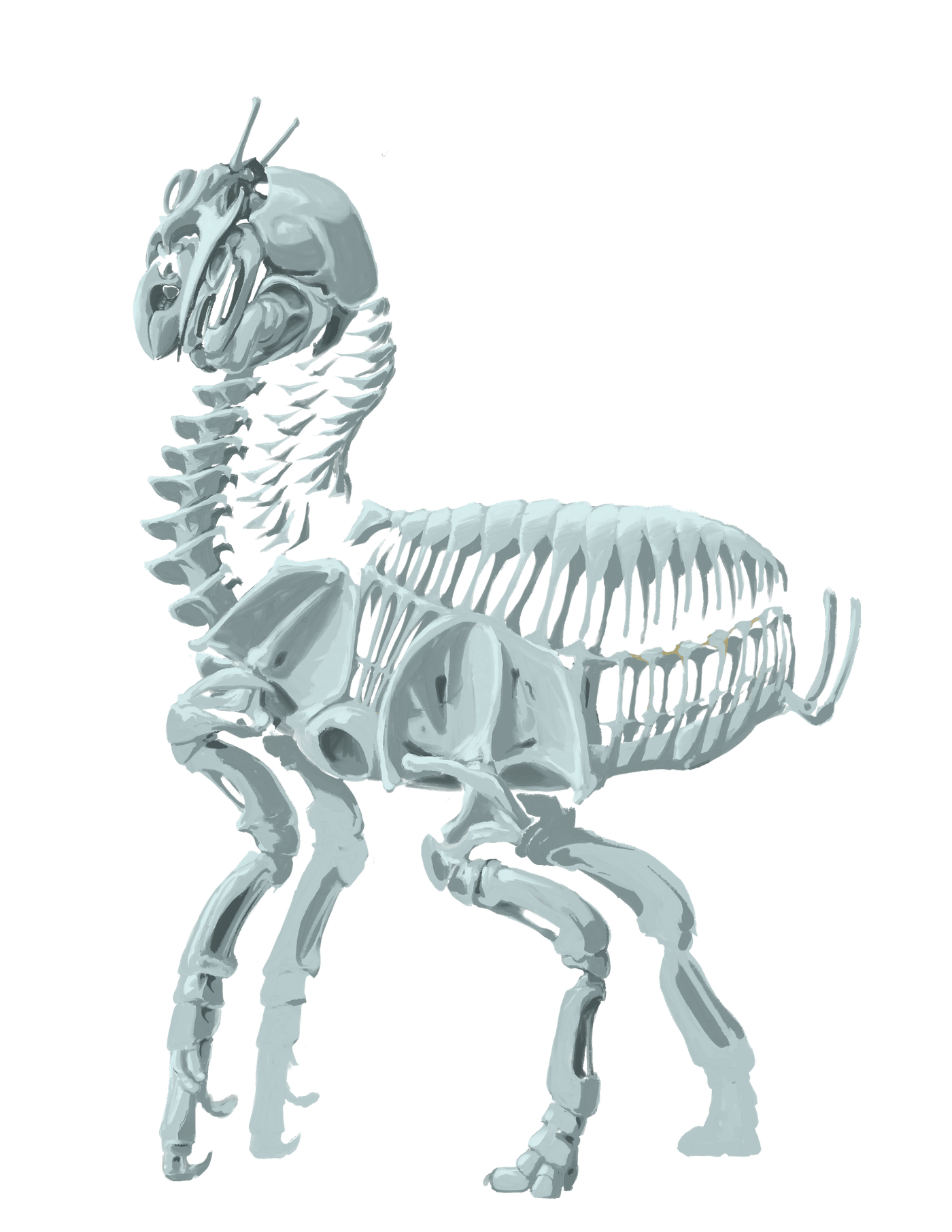 Birg skeleton