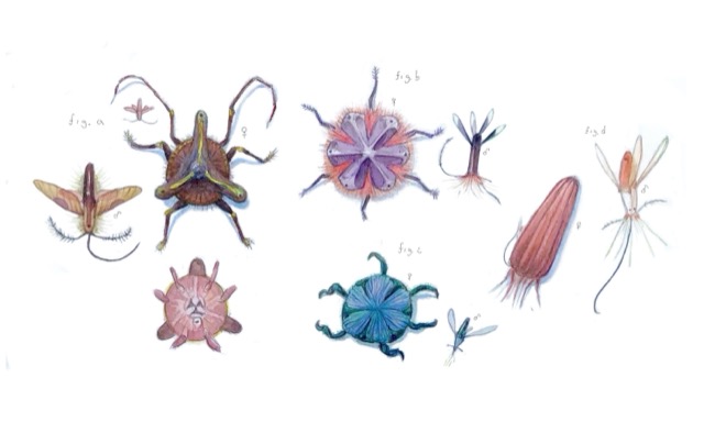 Seeds